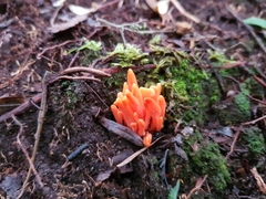 Clavulinopsis sulcata