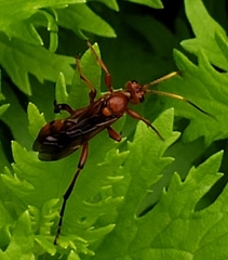 Trogomorpha arrogans