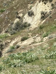 Marmota flaviventris