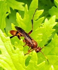 Trogomorpha arrogans