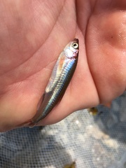 Notropis percobromus