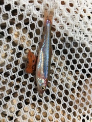 Notropis percobromus