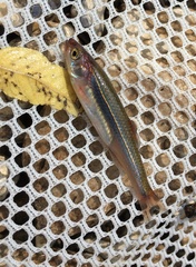 Notropis percobromus