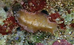 Thysanozoon tentaculatum