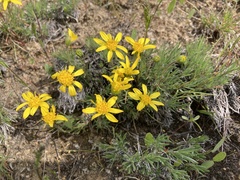 Nestotus stenophyllus