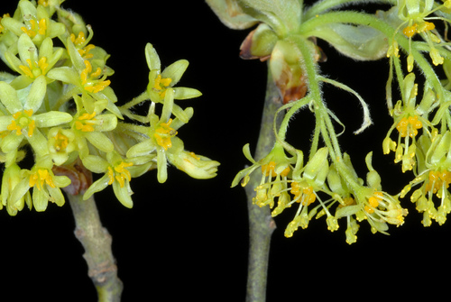 Sassafras albidum