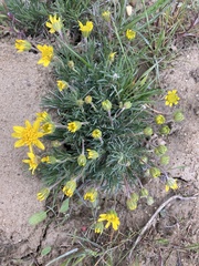 Nestotus stenophyllus