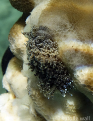 Phestilla lugubris