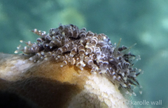 Phestilla lugubris