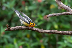 Setophaga fusca