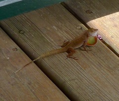 Anolis cristatellus wileyae