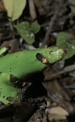 Abscondita cerata