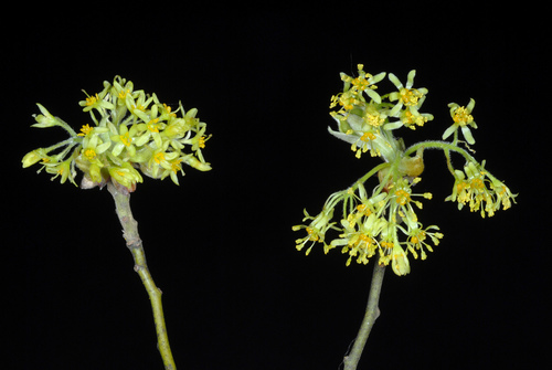 Sassafras albidum