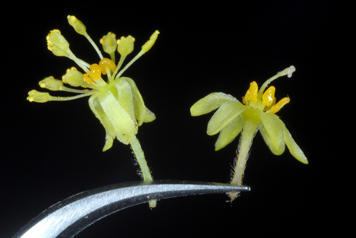 Sassafras albidum