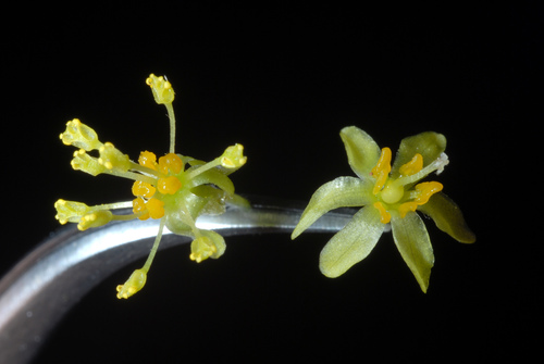 Sassafras albidum