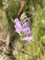 Physostegia intermedia
