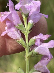 Physostegia intermedia