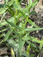 Physostegia intermedia
