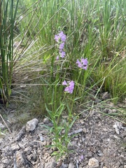 Physostegia intermedia