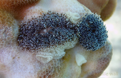 Phestilla lugubris