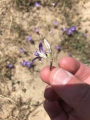Brodiaea jolonensis
