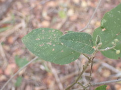 Croton rivularis