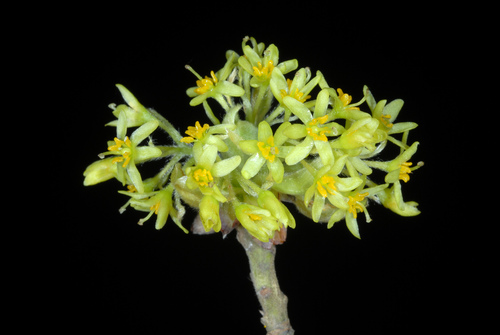 Lauraceae