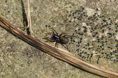 Allocosa