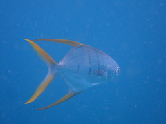 Trachinotus rhodopus
