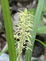 Carex hirtifolia