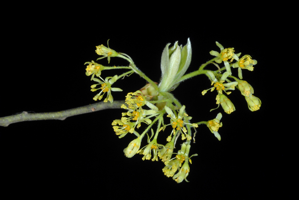 laurels, spicebushes, and allies