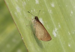 Cobalopsis