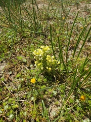 Castilleja campestris