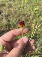 Helenium flexuosum