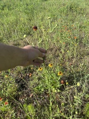Helenium flexuosum