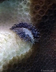 Phestilla lugubris
