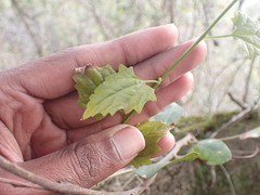 Senecio deltoideus