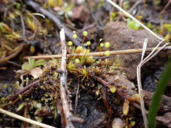 Philonotis capillaris