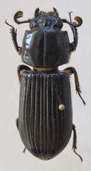 Passalus