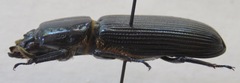 Passalus