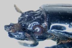 Passalus