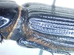 Passalus