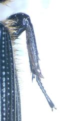 Passalus