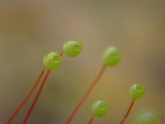 Philonotis capillaris