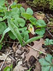 Erythronium albidum