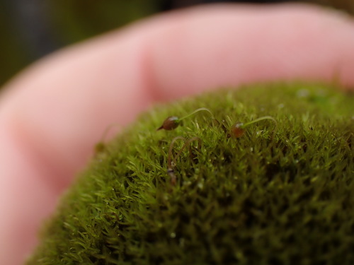 Image of Twisted Grimmia by no rights reserved