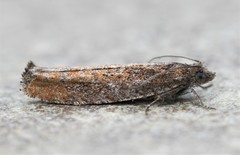 Pseudexentera mali