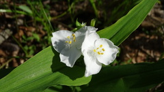 Tradescantia ozarkana