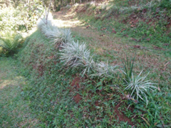 Ophiopogon jaburan