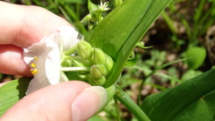 Tradescantia ozarkana